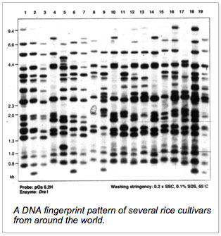 DNA fingerprint pattern