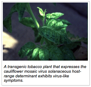 A transgenic tobacco plant that expresses the cauliflower mosaic virus solanaceous host-range determinant exhibits virus-like symptoms. 