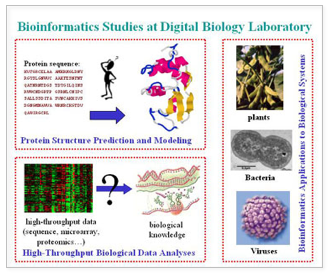 bioinformatics studies at digital biology laboratory