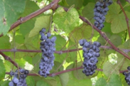 norton grapes