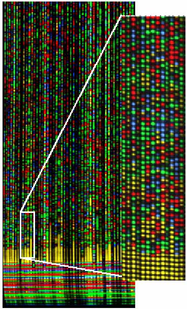 DNA sequence