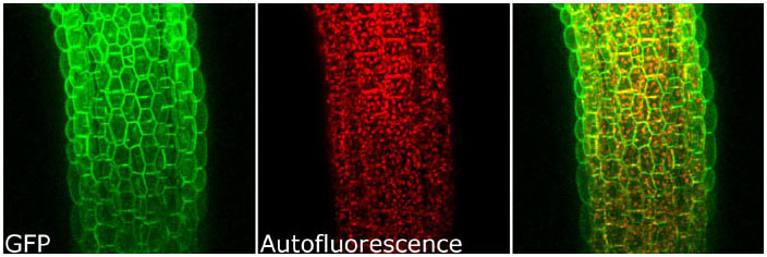 Separation of GFP and chloroplast autofluorescence in Arabidopsis stem-LSM 510 META