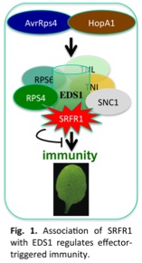 Figure 1: Association of SRFR1 with EDS1 regulates effector-triggered immunity.