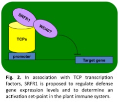 Figure 2: In association with TCP transcription factors, SRFR1 is proposed to regulate defense gene expression livels and to determine an activation set-point in the plant immune system
