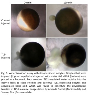 Figure 3: Water transport assay with Xenopus loevis oocytes. Oocytes that were impaled or impaled and injected with maize tls1 cRNA were placed in a hypotonic bath solution. TLS1-mediated water uptake into the oocyte leads to rapid swelling and bursting. TLS1-expressing oocytes also accumulate boric acid, which was found to constitute the physiological function of TLS1 in maize. Images taken by Amanda Durbak (McSteen lab) adn Sharon Pike (Grassman lab).