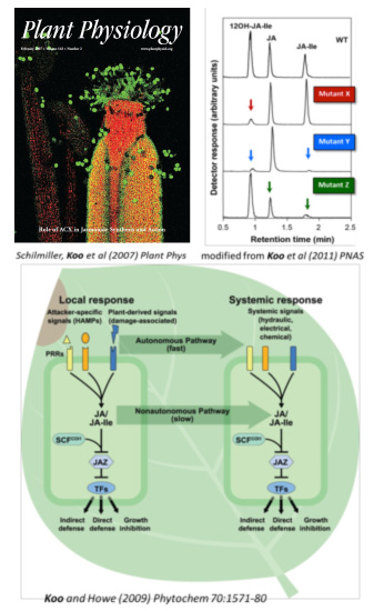 Plant Physiology Journal cover, article chart and article diagram collage of images.