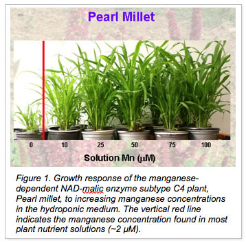 pearl millet