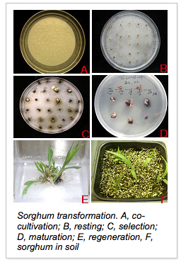 sorghum transformation