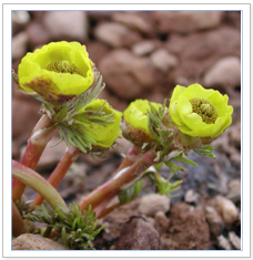 Polemonium viscosum (skypilot)