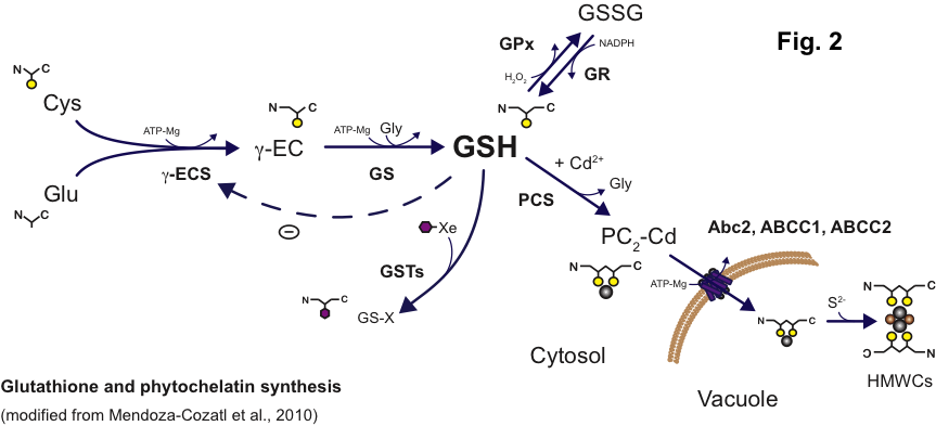 plant transcriptional responses