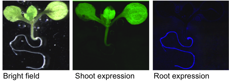 Picture of Bright field, Shoot expression and Root expression