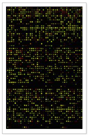 soybean cDNA array