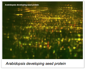 arabidopsis developing seed protein